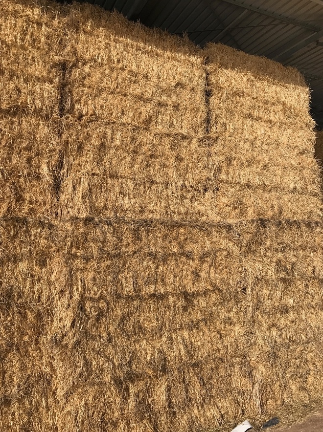 Barley Hay 8x3x4 Shedded Hay Hay & Fodder Barley Hay For